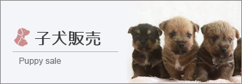 子犬販売